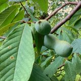 Treeful Treats Along the Trail