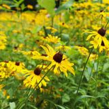 Accessible Arboretum Tour