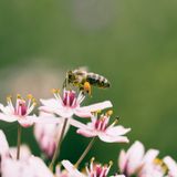 Preparing Your Garden & Yard for Winter