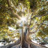 QiGong with Jill Ann Schwartz