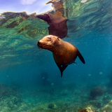 Marine Mammal Care Center is Visiting RHA!
