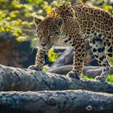 Hispanic Heritage Weekend at the Zoo