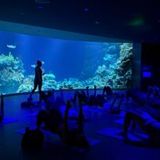 Zoolates: Pilates at the Zoo featuring a Gorilla Feeding Experience