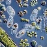 Curiosity Club: View Nature Specimens Under a Microscope