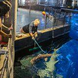 Shark Feeding Tour