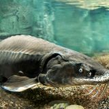 Sturgeon Touch