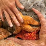 Sea Star Touch