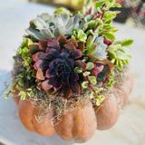 Pumpkin Succulent Workshop