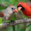 Bird Walks with the Greater Akron Audubon Society