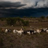 Guided Goat Walk