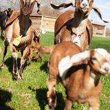 Hike with Goats!
