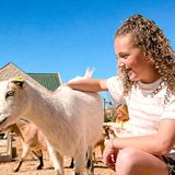 Goat Brushing