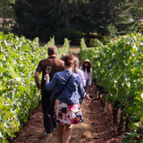 Vineyard Walk