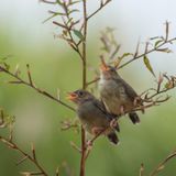 Stream of Consciousness of Singing Birds
