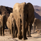 Elephants: Giants of the Desert