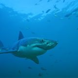 Shark Kingdom