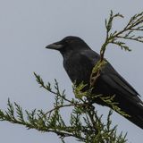 Something to Crow About