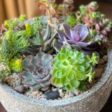 Succulent Container & Care Demonstration