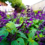 Friday Morning Curated Plant Sale
