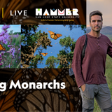 National Geographic Live: Chasing Monarchs
