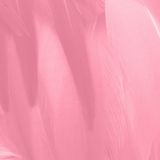 Flamingo Flow: Yoga at the Zoo