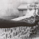 Animality: 100 Years of Photographs