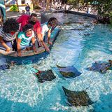 Shark Lagoon