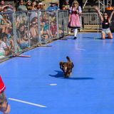 The Oktoberfest Wiener Dog Races