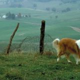 Lassie + Jean Rescues