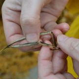 Wild Seed Collection: Ethics and Practice