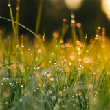 Lawn Care Management