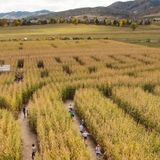 Corn Maze