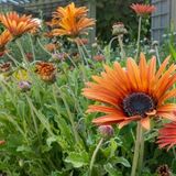Seasonal Discoveries