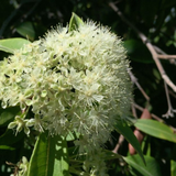 Guided Garden Tour – August 15, 2026