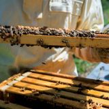 Beehive Tour & Honey Tasting