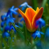 Bulbs for a Stunning Spring