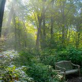 Forest Bathing Experience