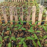 Sip & Seed Volunteer Night