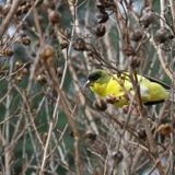 Member Bird Walk