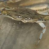 Crabbing 101