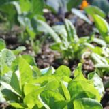 The Communal Garden: Making the Most of Winter