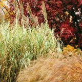 Fall Foliage Walk