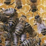Apiary Gatherings