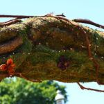 Through The Vines: A Seasonal Journey