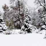 Conifer Walk & Talk