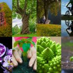Where Wonder Grows: The Nature of Connection
