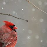 Gardening For Birds