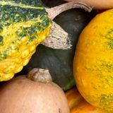 Firepit Harvest: German Tradition, Latin Flair