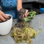 Kokedama: The Art of Moss