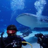 Journey with Gentle Giants